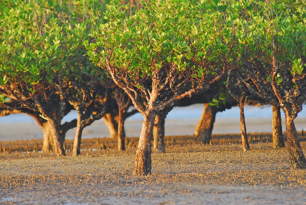 Awakened Time sustainability project planting mangroves in Kenya