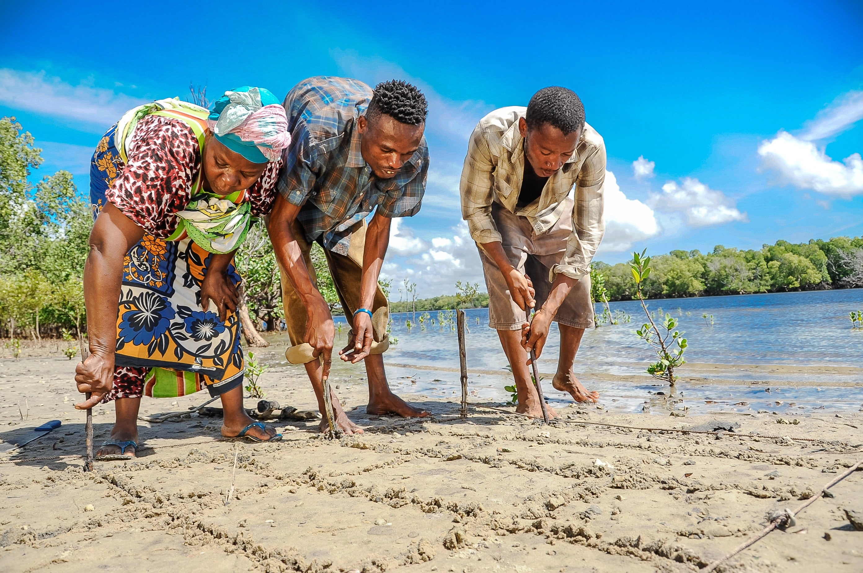 Awakened Time tree planting initiative restoring mangrove forests in Kenya